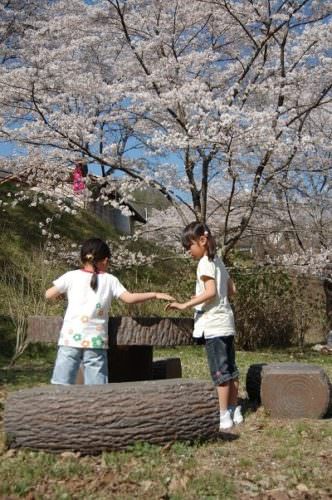 石井食品京丹波工場近くの桜祭り